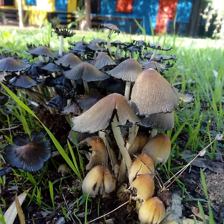 Valle Dei Templi Kemp San Leone